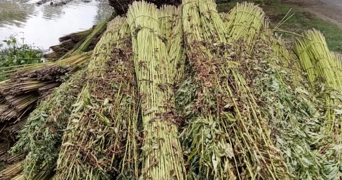Water shortage disrupts jute retting in Lalmonirhat, sparking price concerns