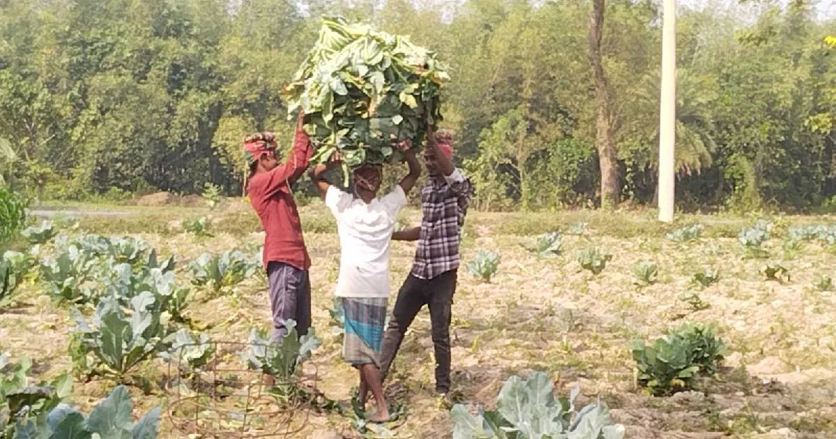 Chuadanga farmers thrive as cauliflower yields hit new high