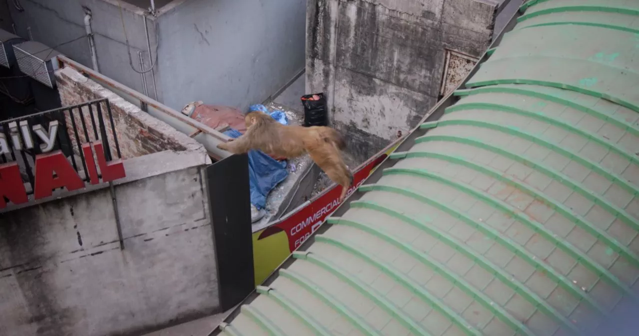 Monkey on busy Dhaka road: A rare sight that tells a bigger story