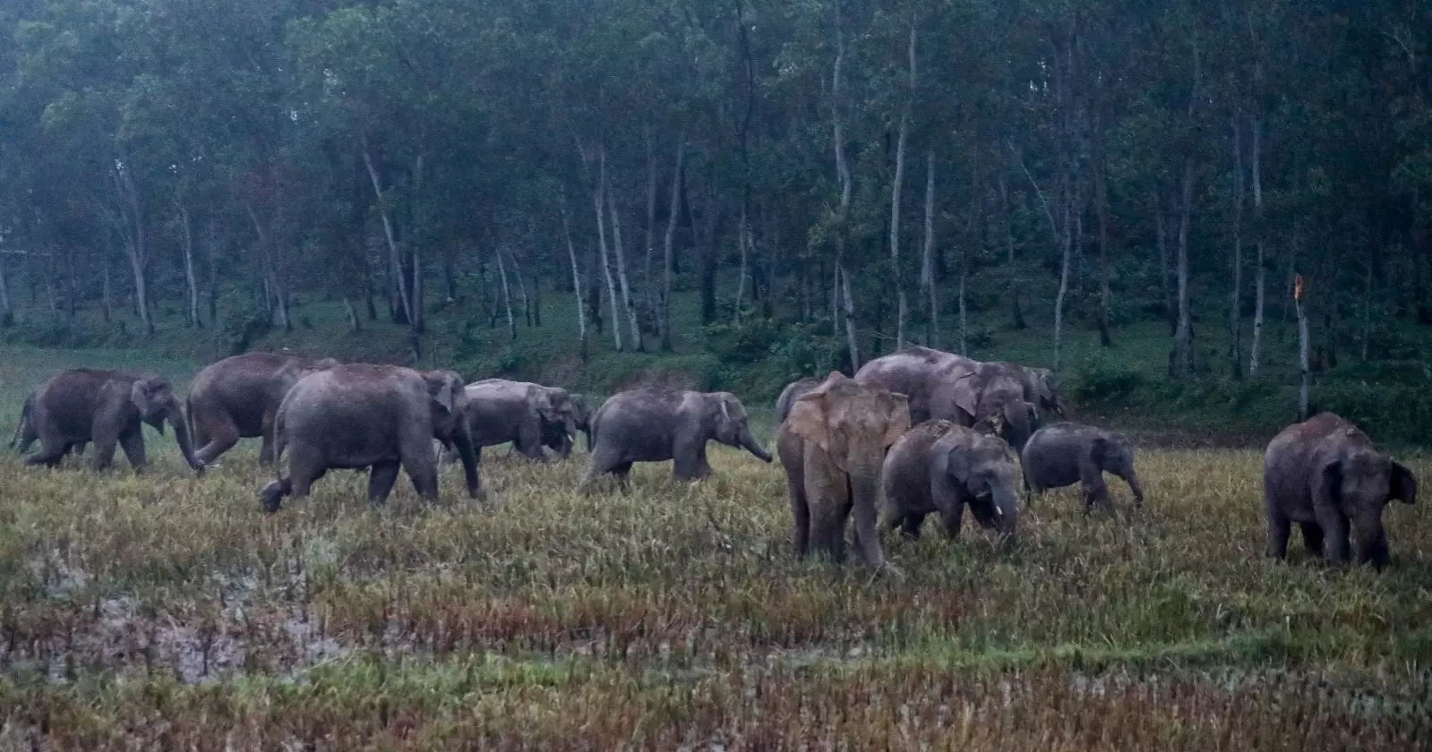 Human-elephant conflict intensifies in Sherpur border hills