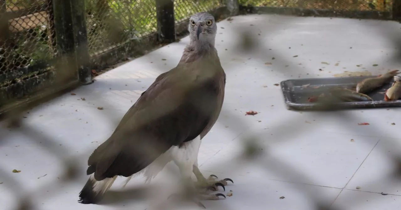 Dhaka National Zoo Bird