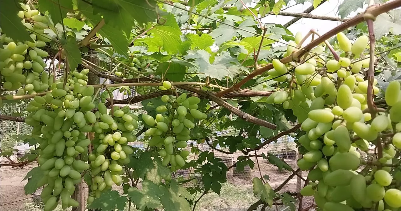Foreign grape farming brings success in Kurigram, inspires local growers