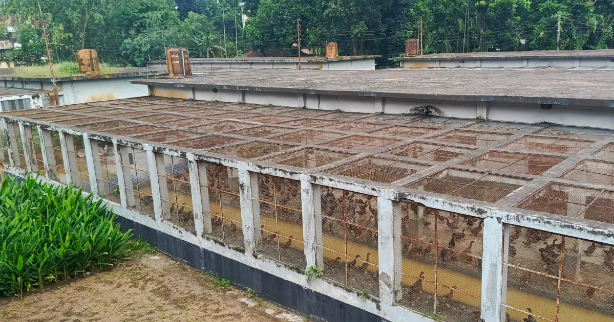 Hope on Hold: Duck farmers in Kurigram hit hard by duckling shortage