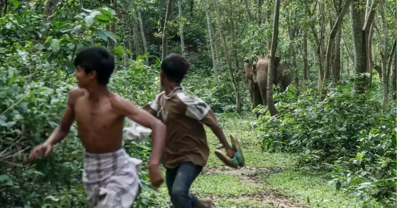More elephants, less habitat: Sherpur’s growing human-elephant conflict