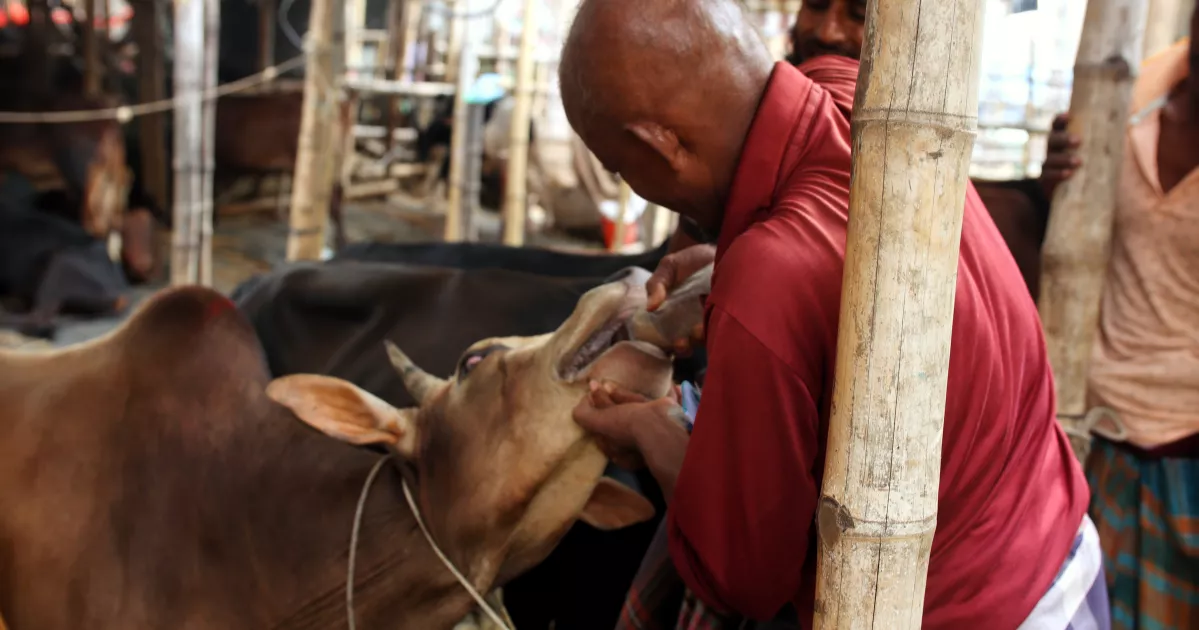 Dhaka's cattle markets take shape as Eid-ul-Azha nears