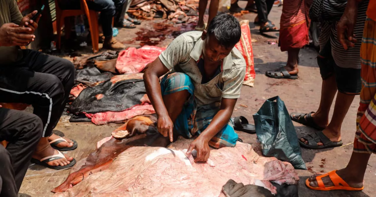 Posta comes alive as Eid hides pour into Dhaka's largest rawhide market