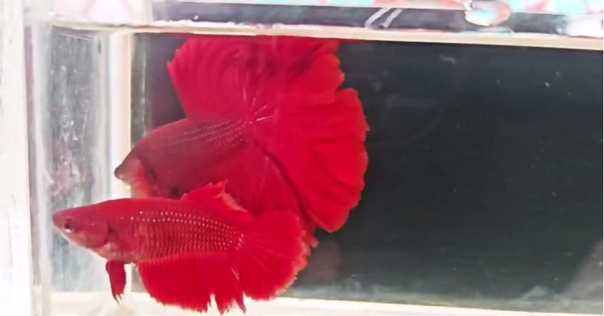 From hobby to livelihood: Patuakhali youth makes over Tk 100,000 a month from ornamental fish