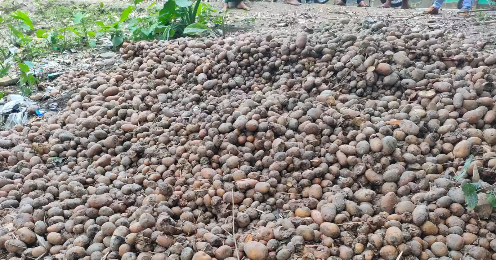 Rangpur farmers dump potatoes as prices crash below cost