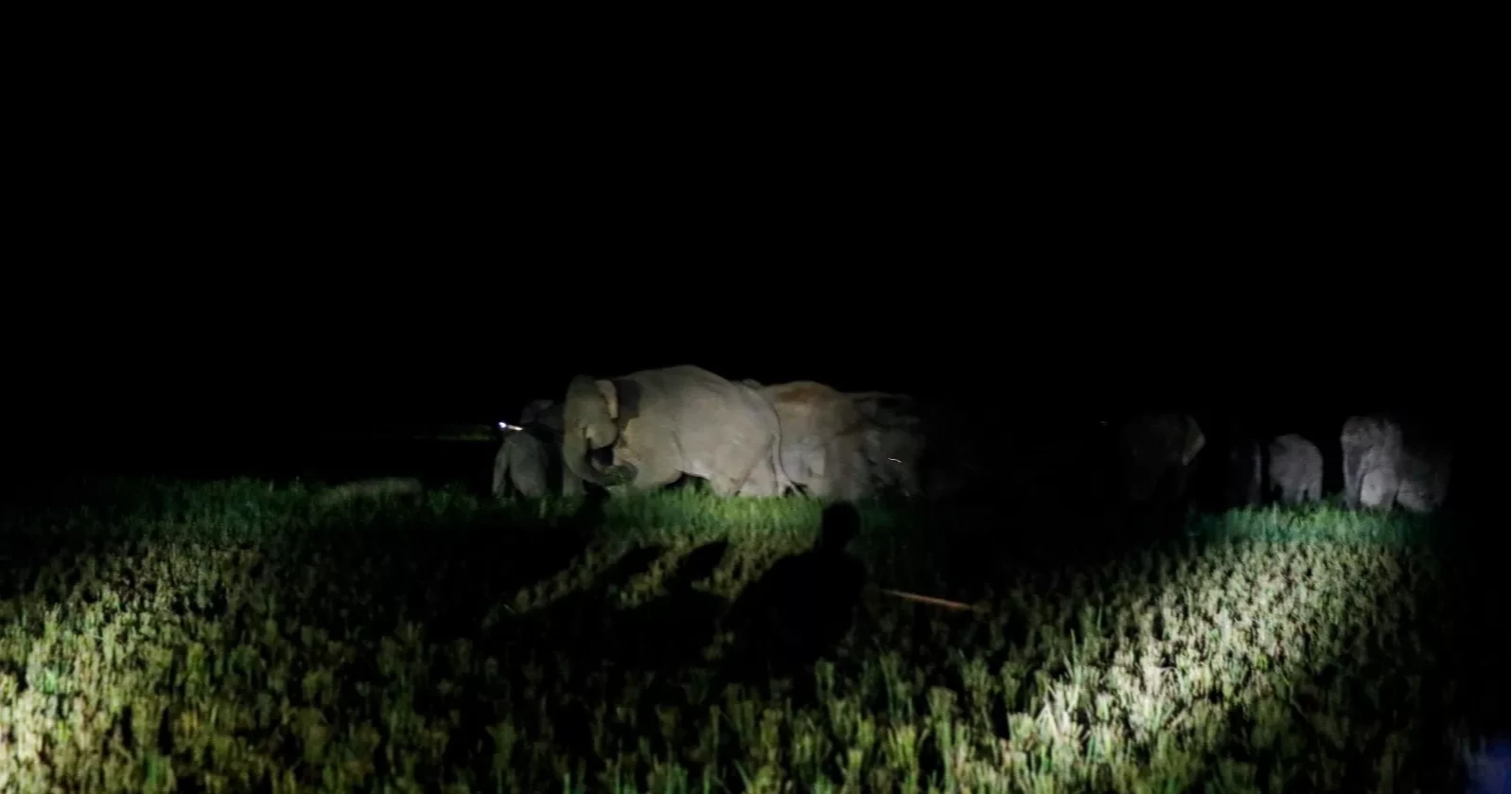 More elephants, less habitat: Sherpur’s growing human-elephant conflict