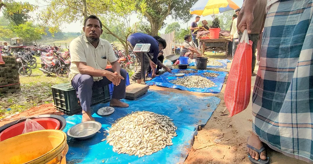Thousands join traditional fishing festival at Burir Bandh in Thakurgaon