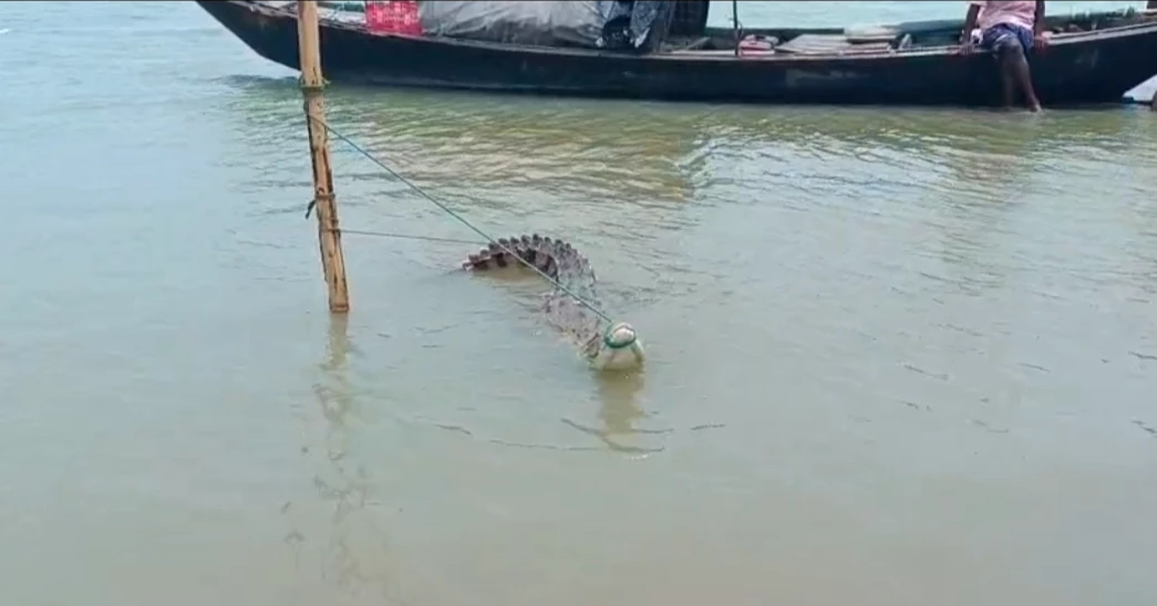 Crocodile caught in fishing gear sparks curiosity in Faridpur