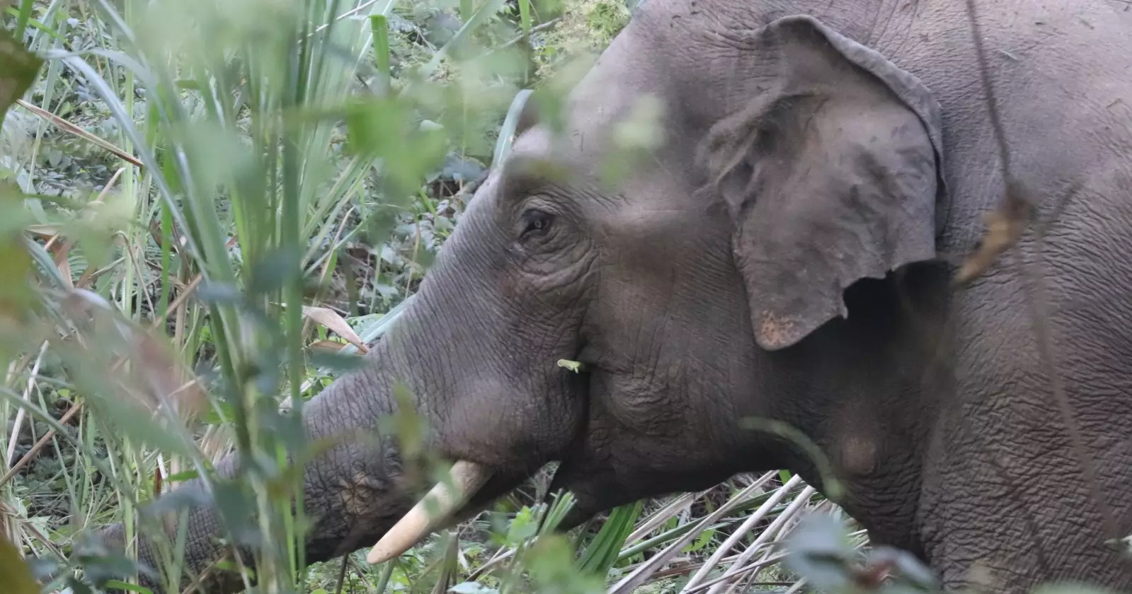Human-elephant coexistence in Bangladesh