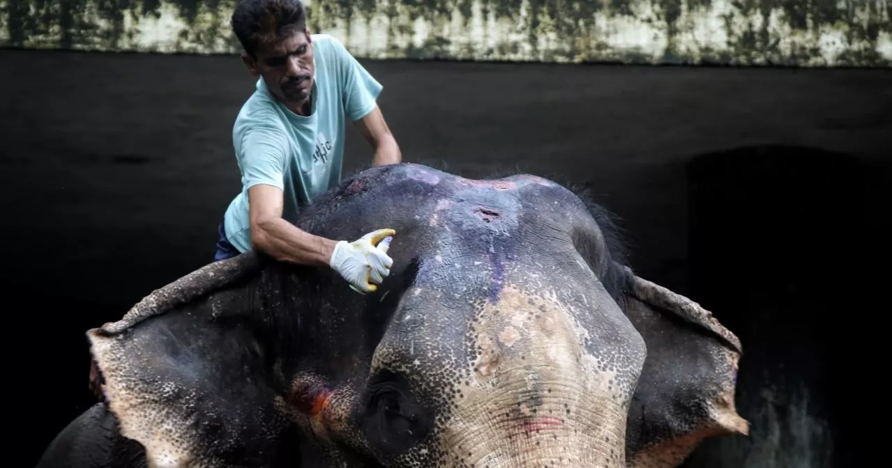 After years of neglect, rescued elephant Badsha Bahadur gets a second chance