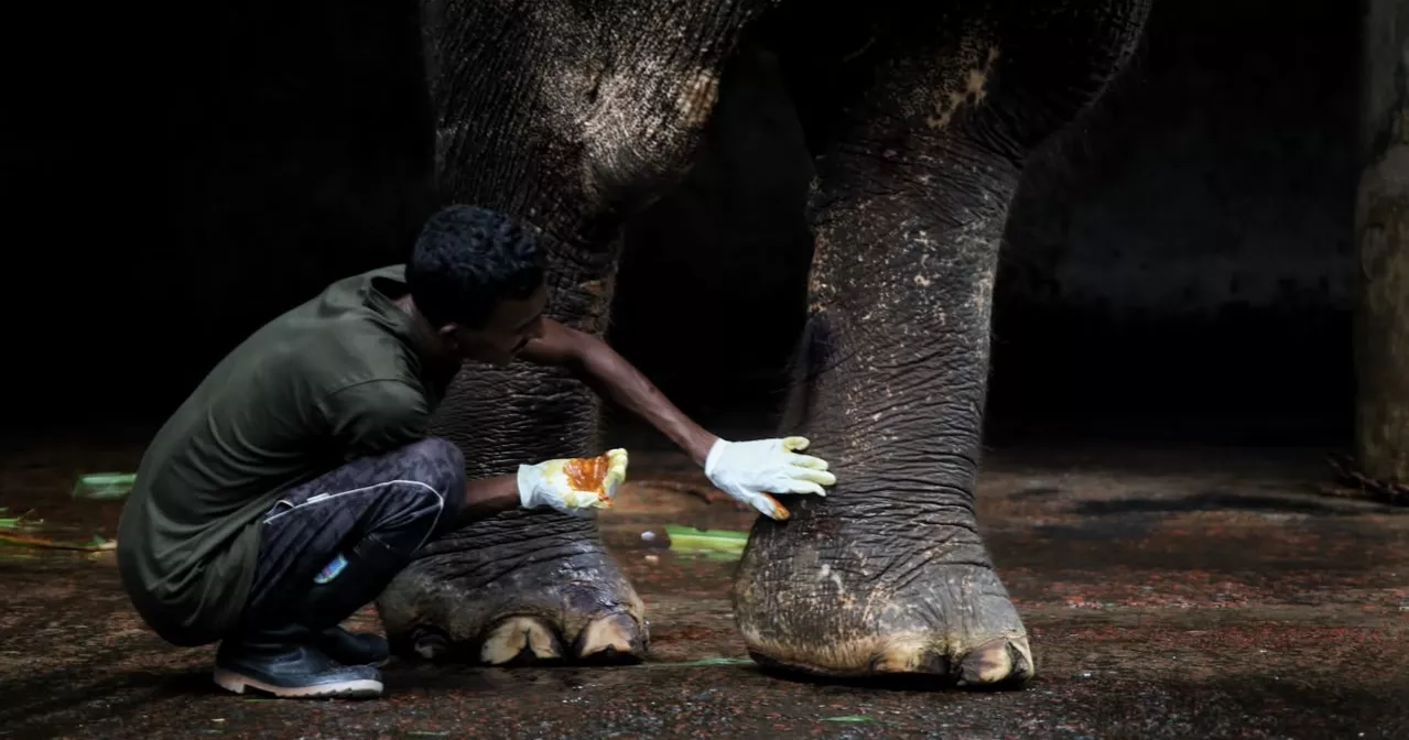 After years of neglect, rescued elephant Badsha Bahadur gets a second chance