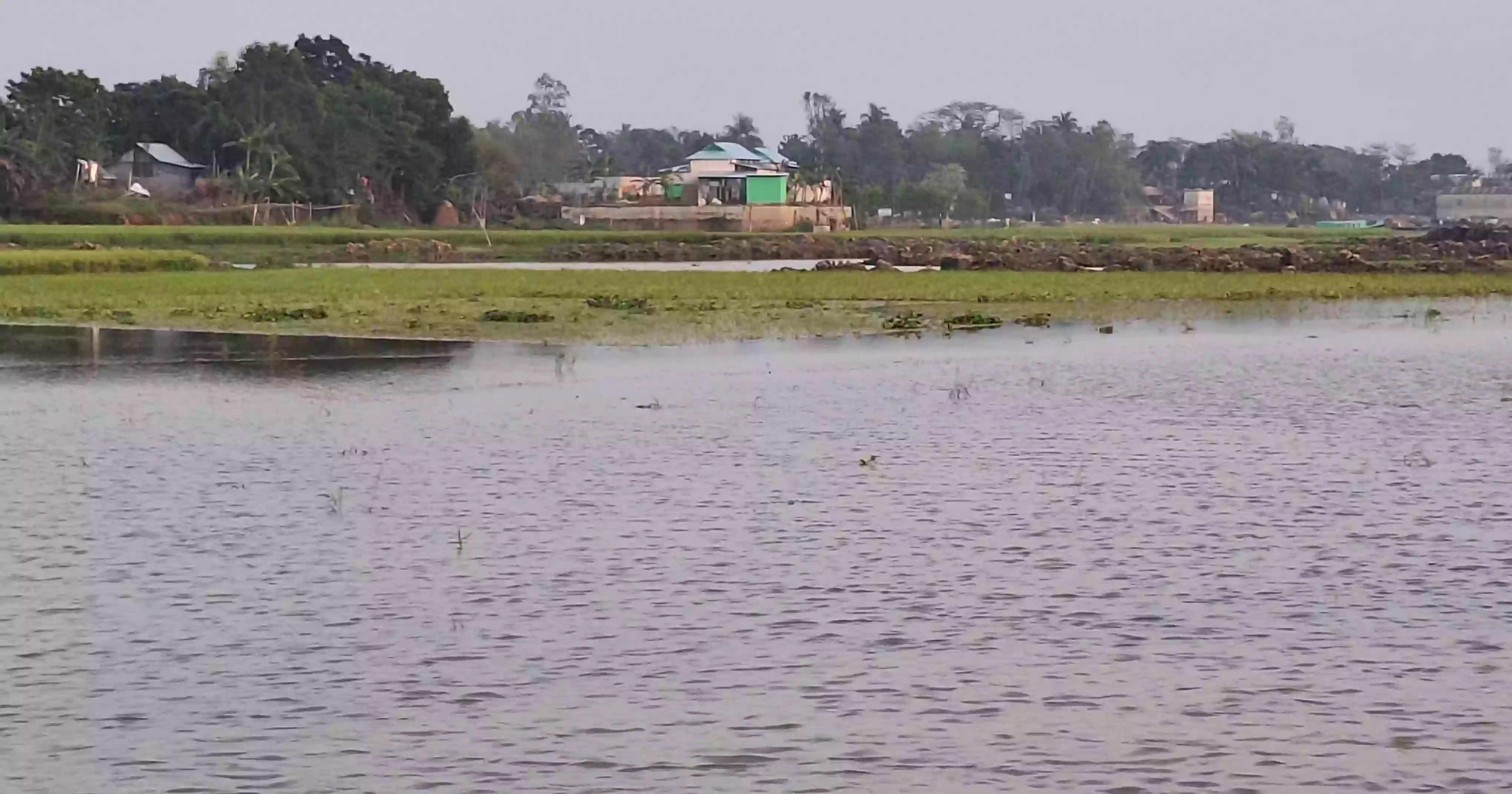 Vast tracts of boro crops submerged in Habiganj due to rain