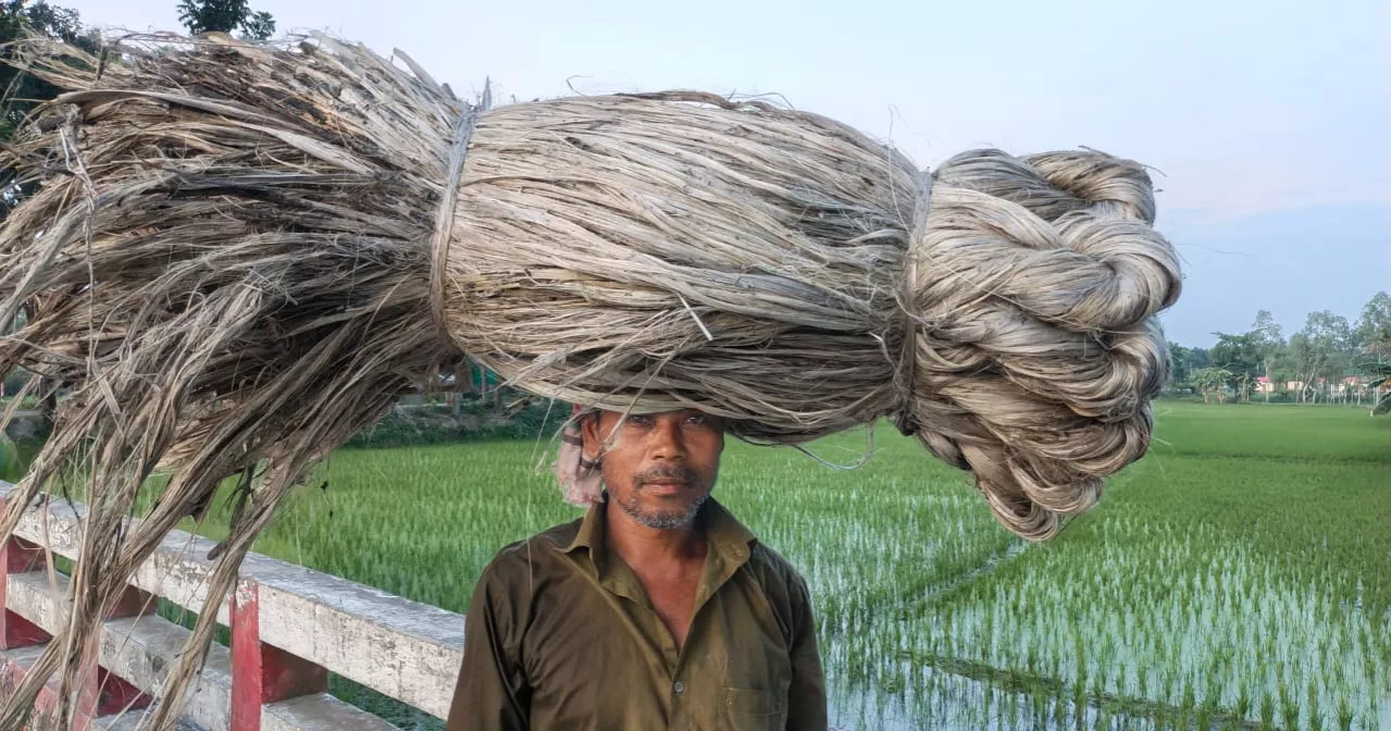 Low yields, uncertain prices worry jute farmers in Lalmonirhat