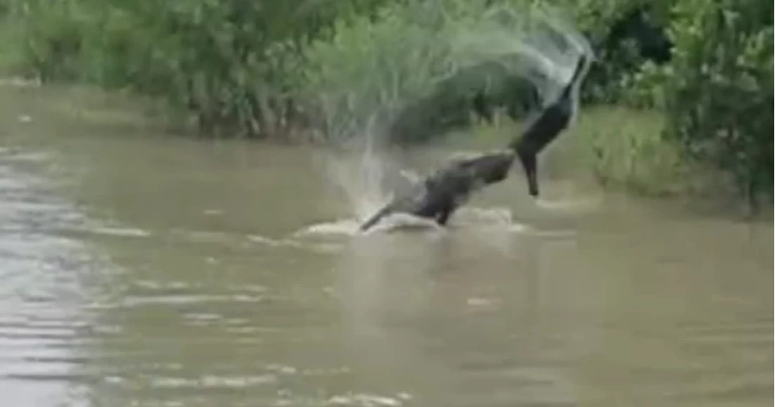 Crocodile feeding on goat caught on camera in Sundarbans