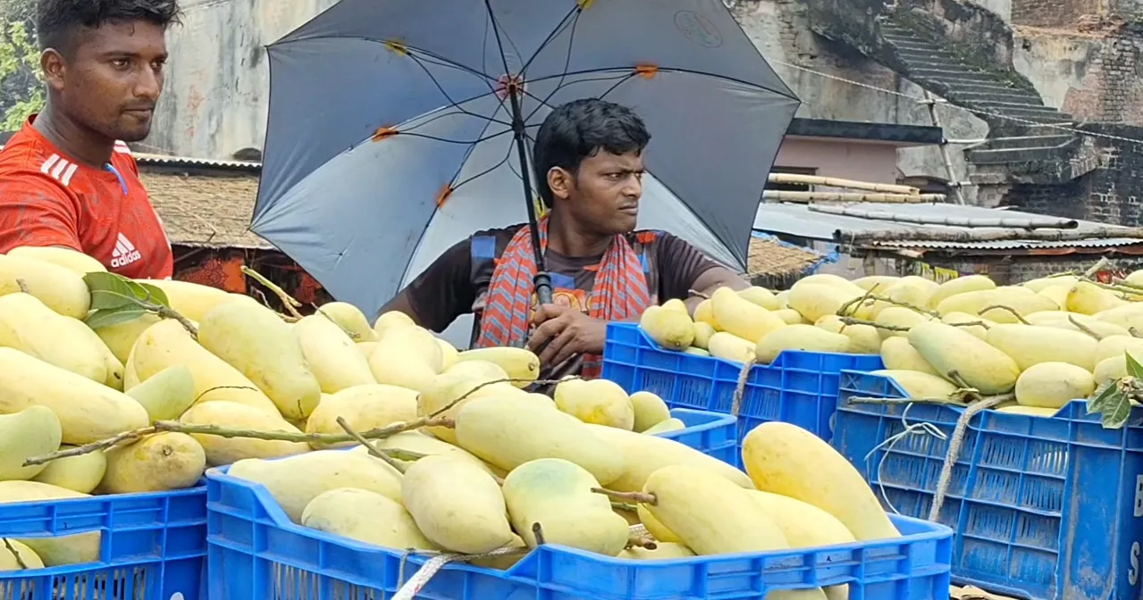 Chapainawabganj mango farmers struggle amid bumper harvest
