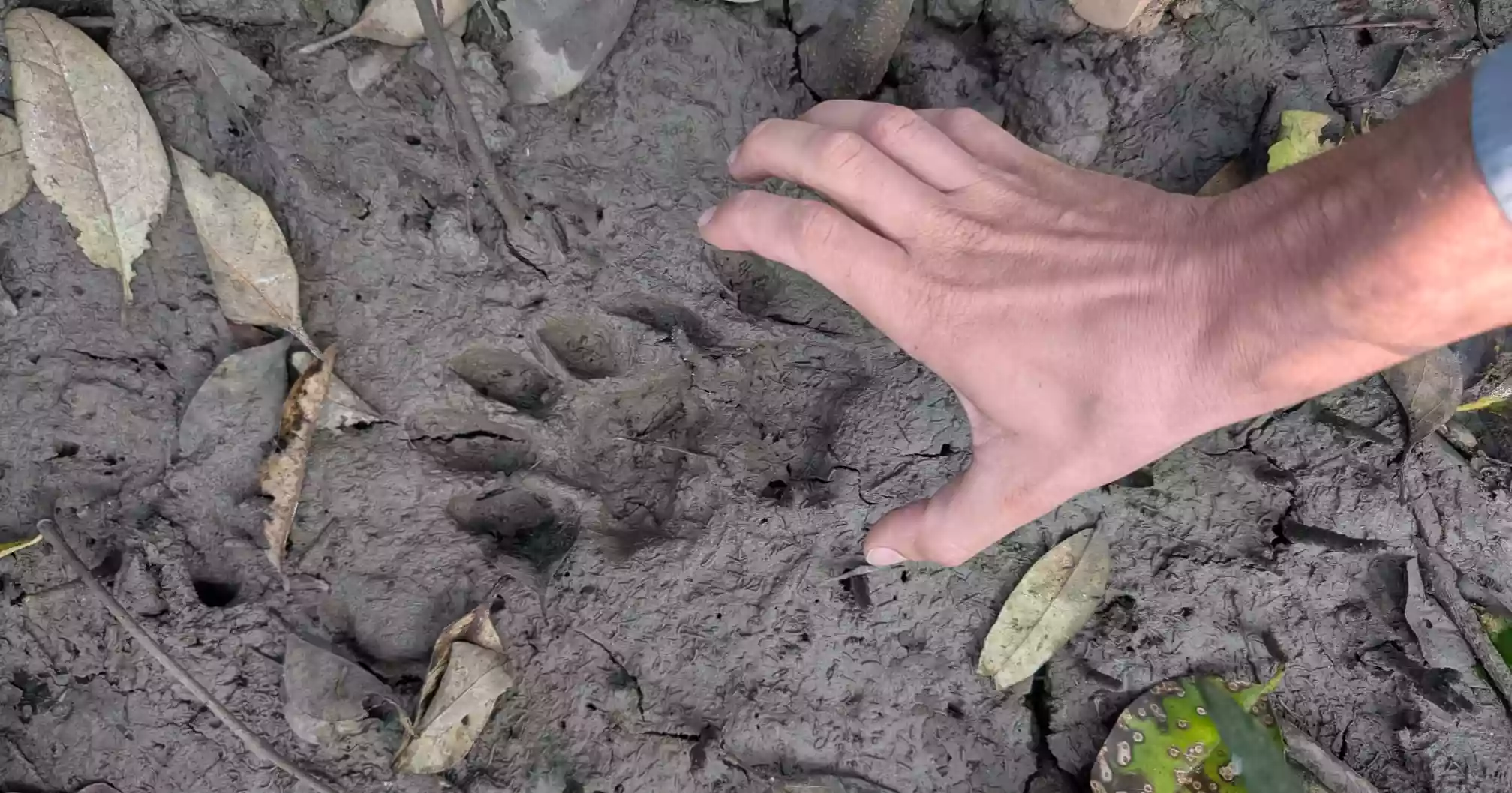 Riding Through the Mangroves: A Four-Day Journey of Nature and Inspiration