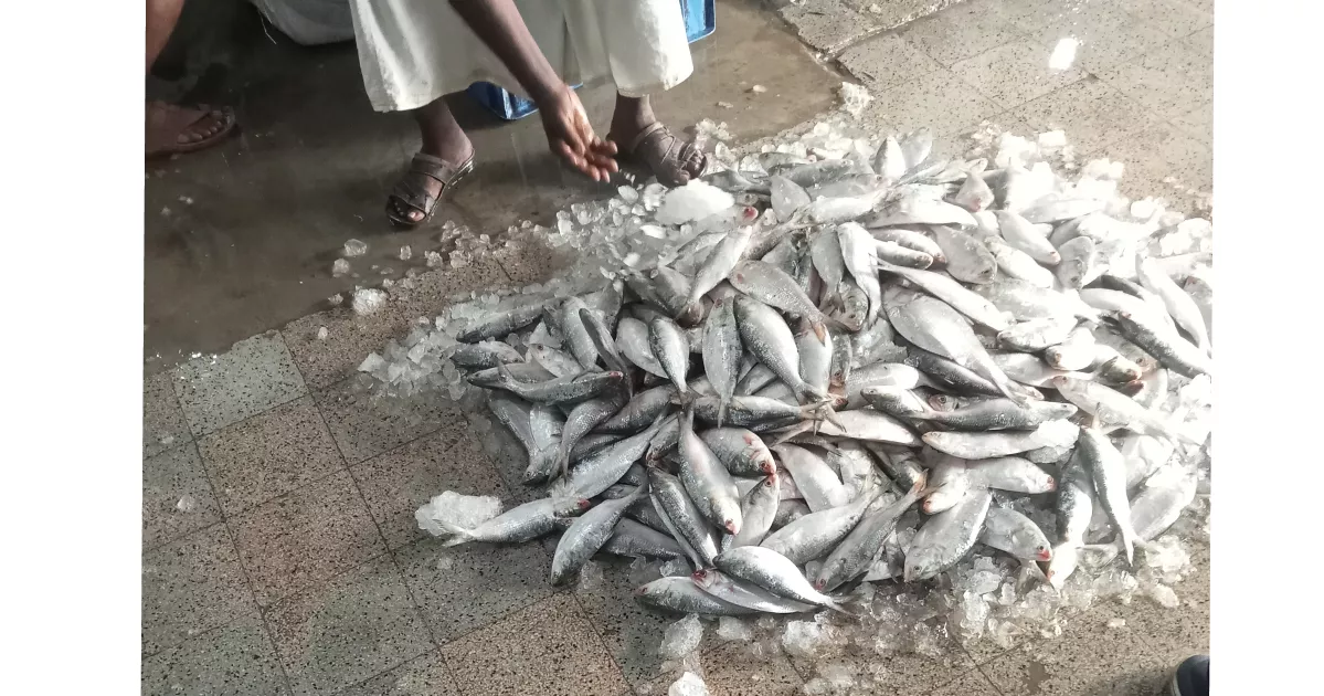 Hilsa slips out of reach as scarcity drives up prices in Khulna