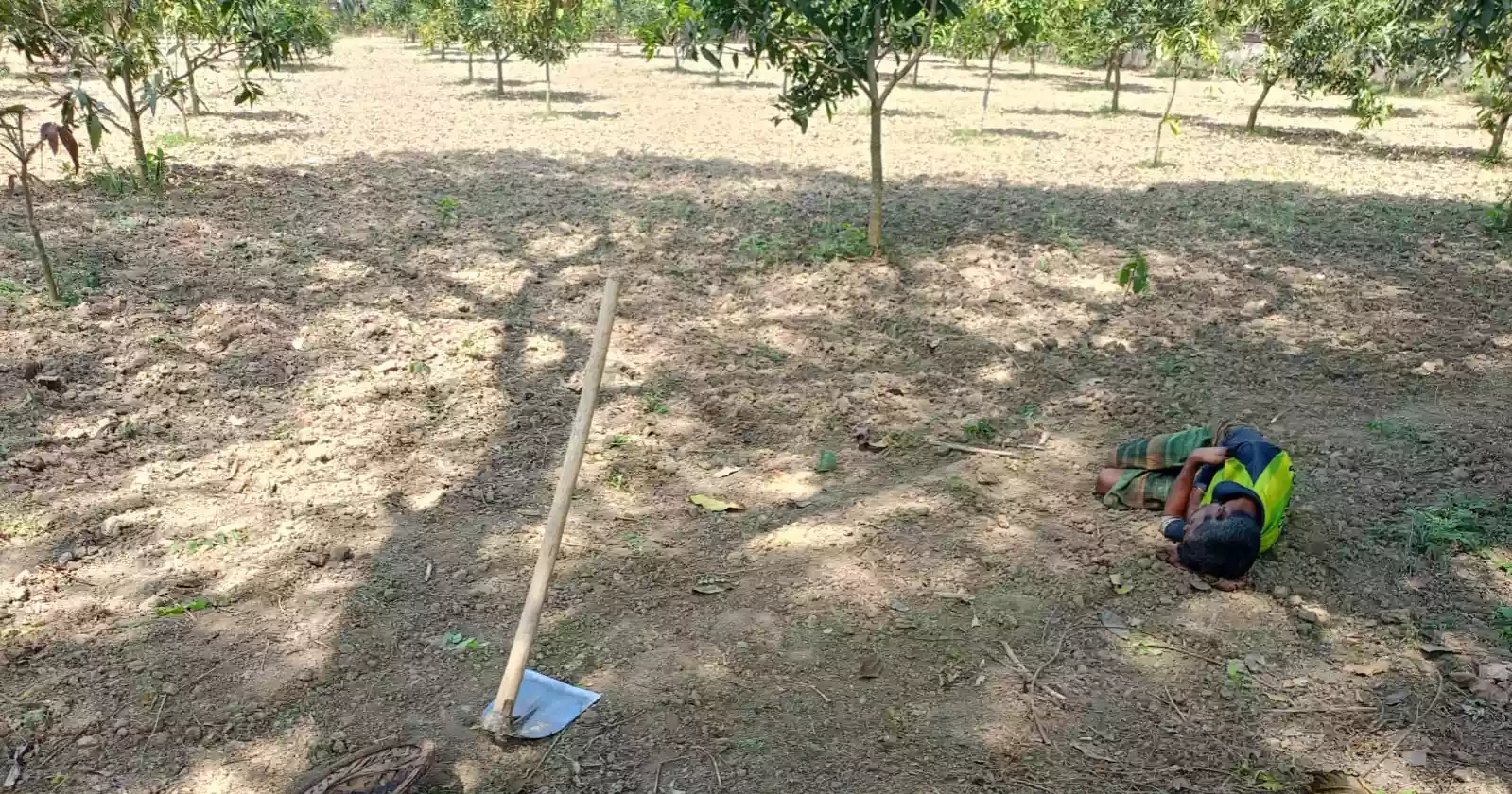 Chuadanga farmers count ‘hundreds of crore’ in losses as climate change devastates livelihoods