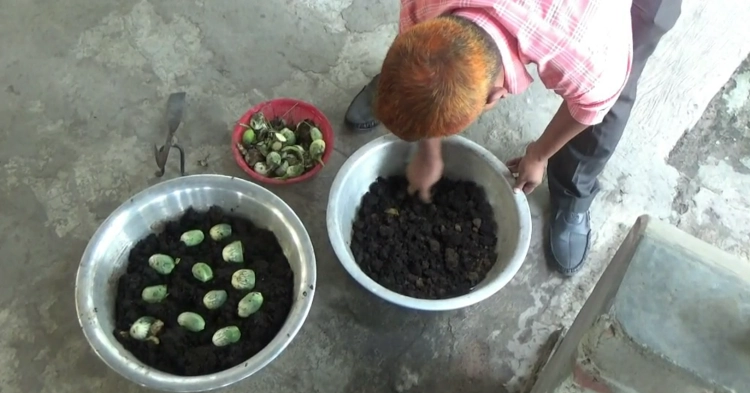 Natore’s bio fish feed offers cheaper, safer future for aquaculture