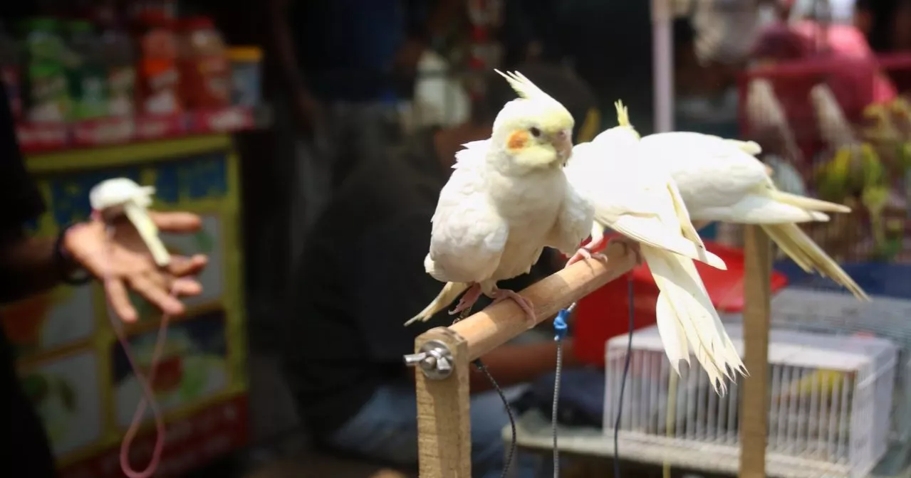 Cruelty on display: Pets kept in inhumane condition at Mirpur