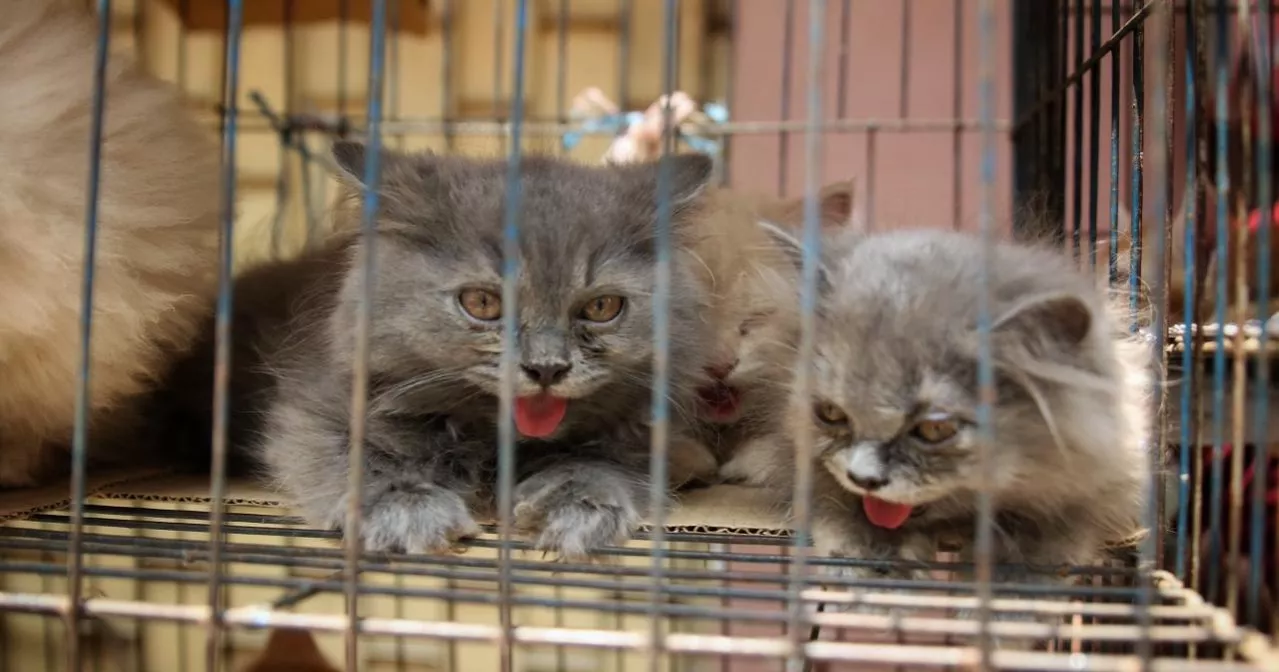 Cruelty on display: Pets kept in inhumane condition at Mirpur