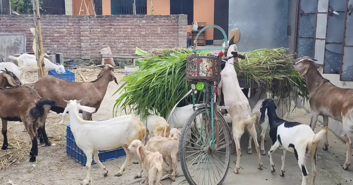Cattle farmers worried over profits, seek curb on Indian influx