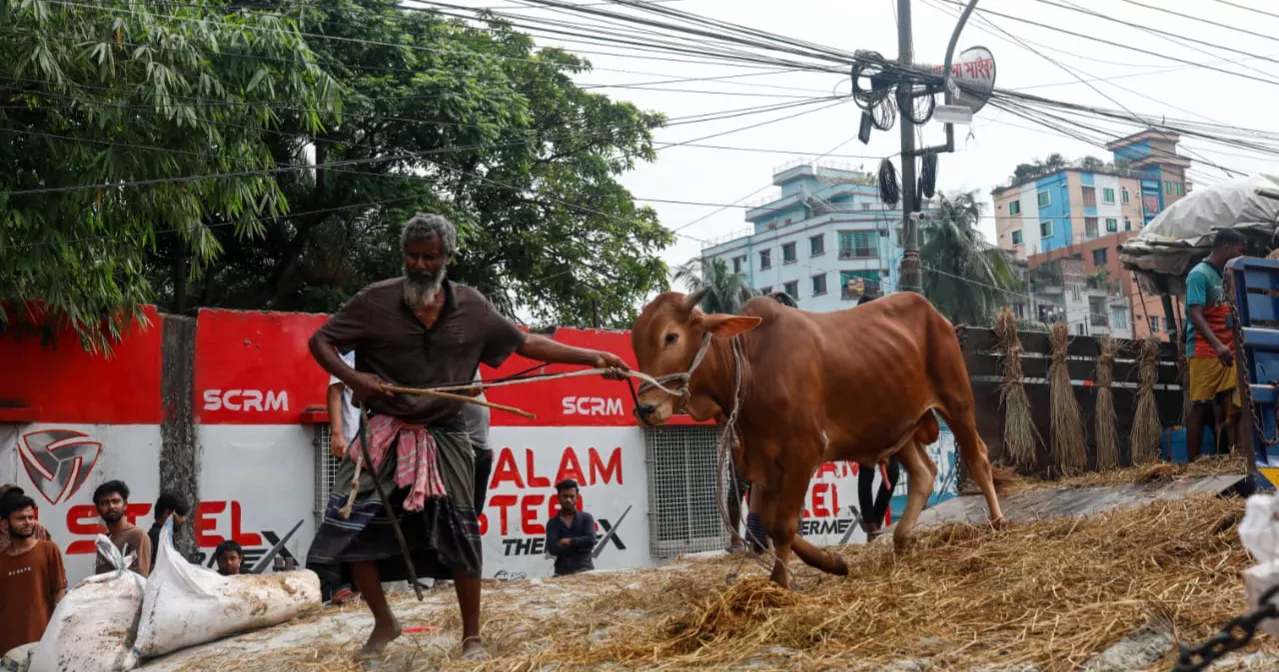 Medium-sized cattle leading buyers’ choice in Dhaka haats