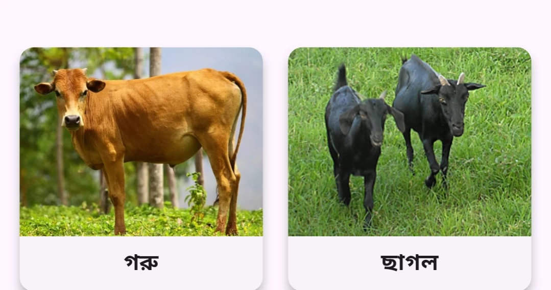 A simple rural app brings veterinary care to Bangladesh farmers’ doorsteps