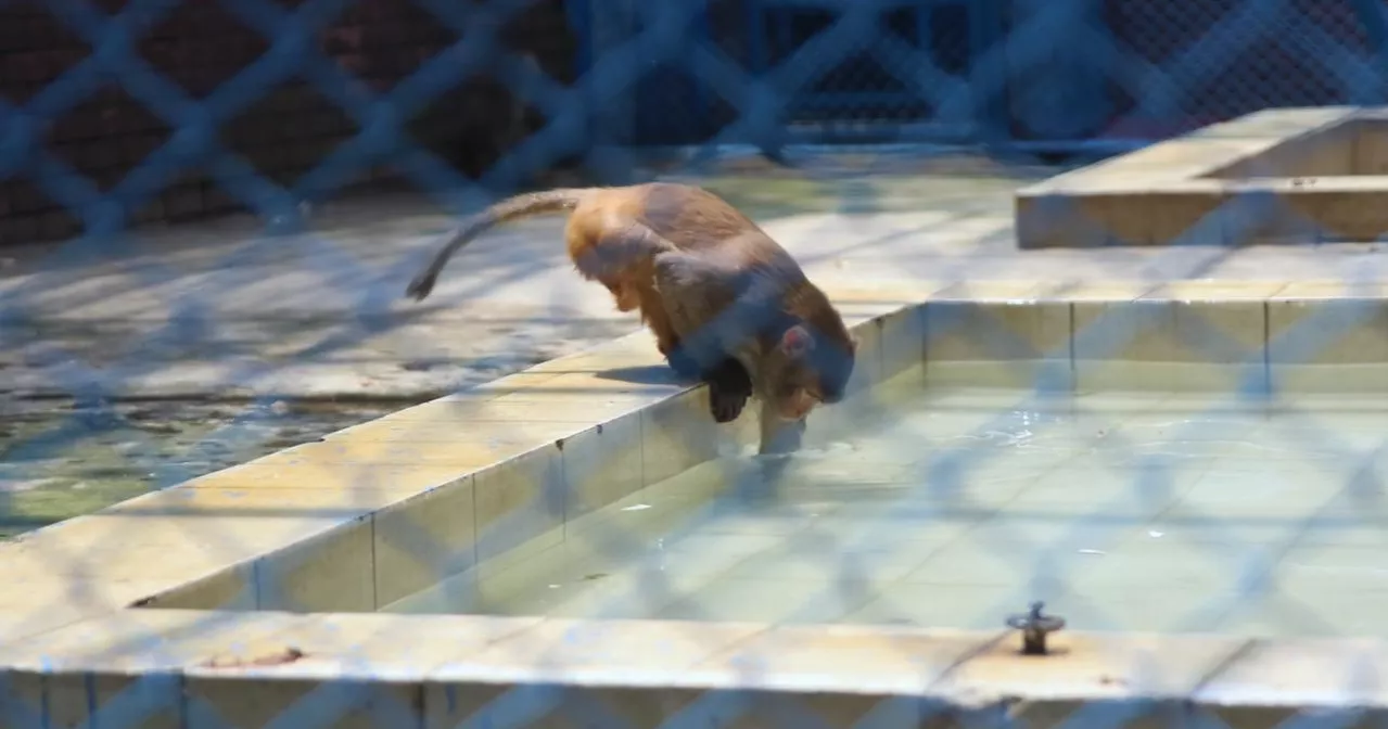 Beating the heat: Zoo animals seek relief in waterbodies as heatwave grips Dhaka