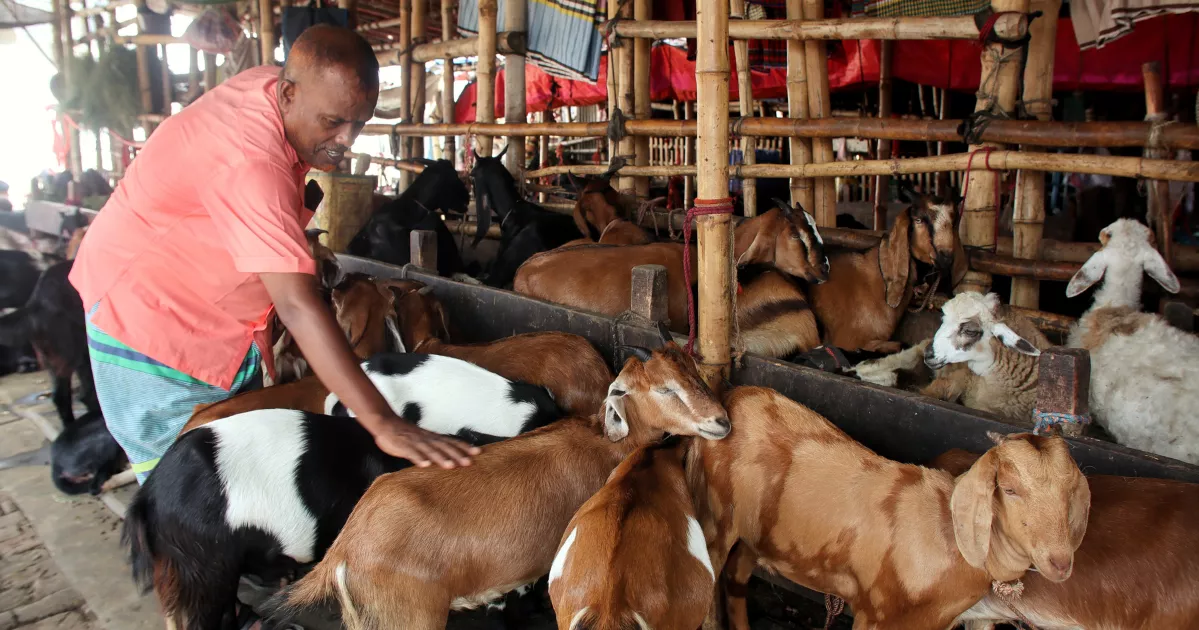 Dhaka's cattle markets take shape as Eid-ul-Azha nears