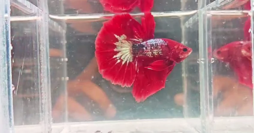 From hobby to livelihood: Patuakhali youth makes over Tk 100,000 a month from ornamental fish