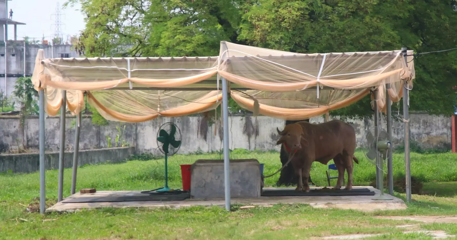 Beating the heat: Zoo animals seek relief in waterbodies as heatwave grips Dhaka