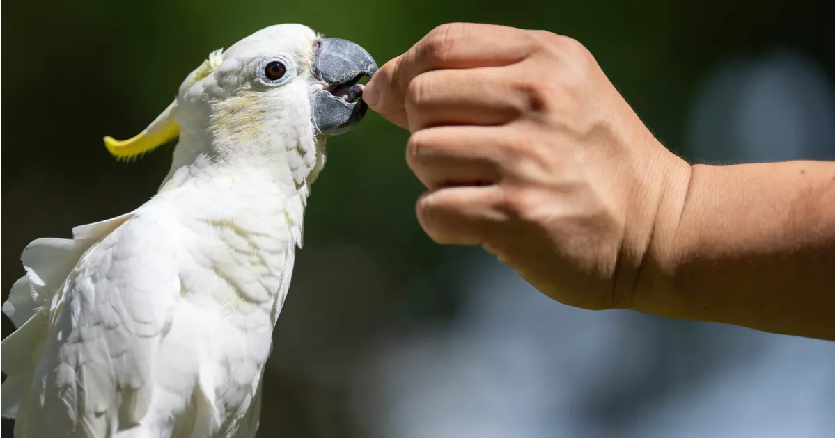 Rare bird finds safe haven in Hong Kong’s urban landscape