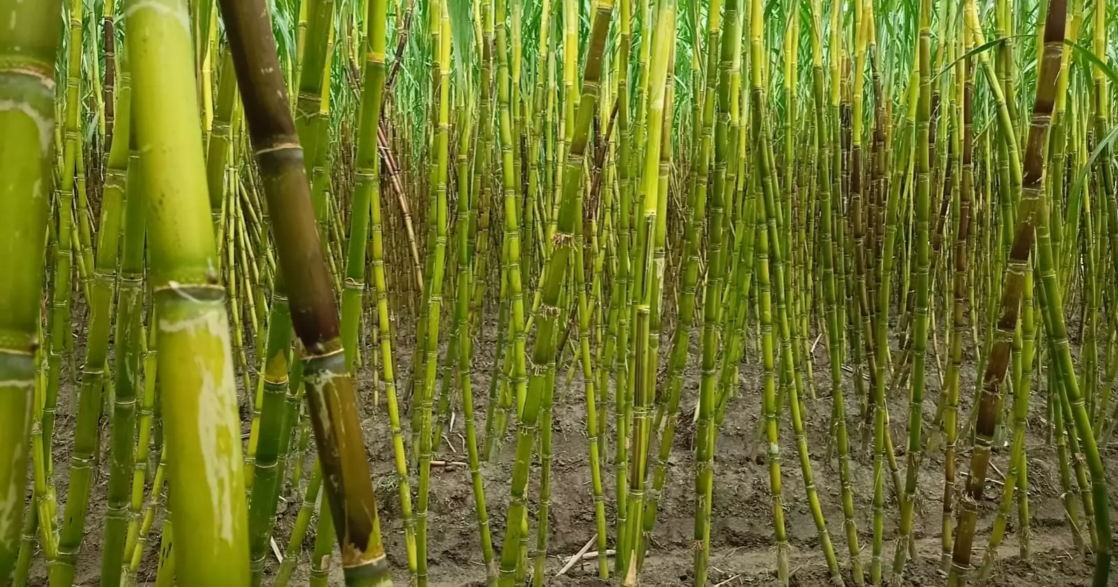 Lalmonirhat farmers eye hefty profit from sugarcane cultivation