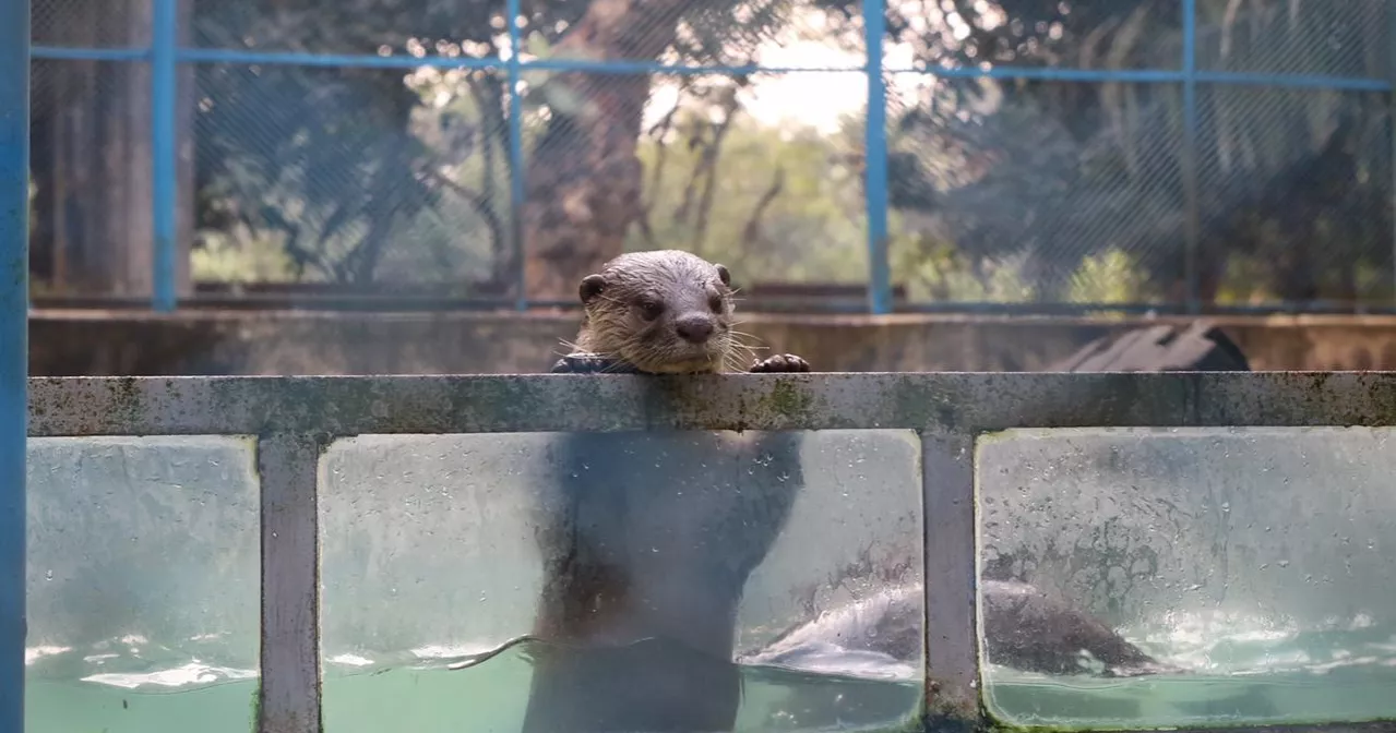 Dhaka National Zoo Animal