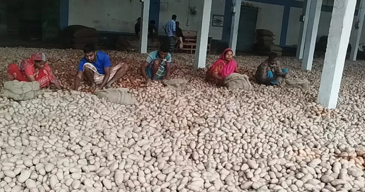 Lalmonirhat potato farmers watch profits rotting as prices plunge