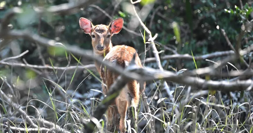 To Save Tigers in Bangladesh, Deer Farming Must End