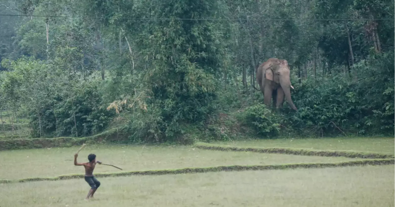 More elephants, less habitat: Sherpur’s growing human-elephant conflict