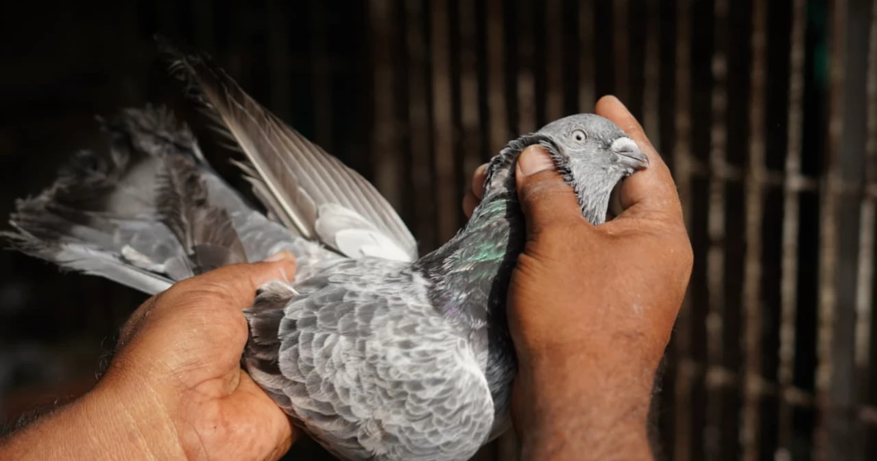 ‘400-year-old’ Zinzira pigeon market keeps Mughal-era tradition alive
