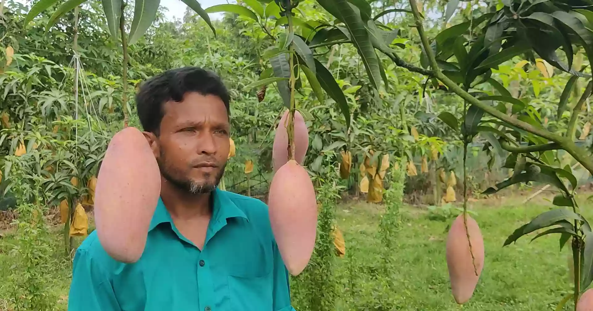 Foreign mango variety 'Red Ivory' creates buzz among farmers in Chapainawabganj