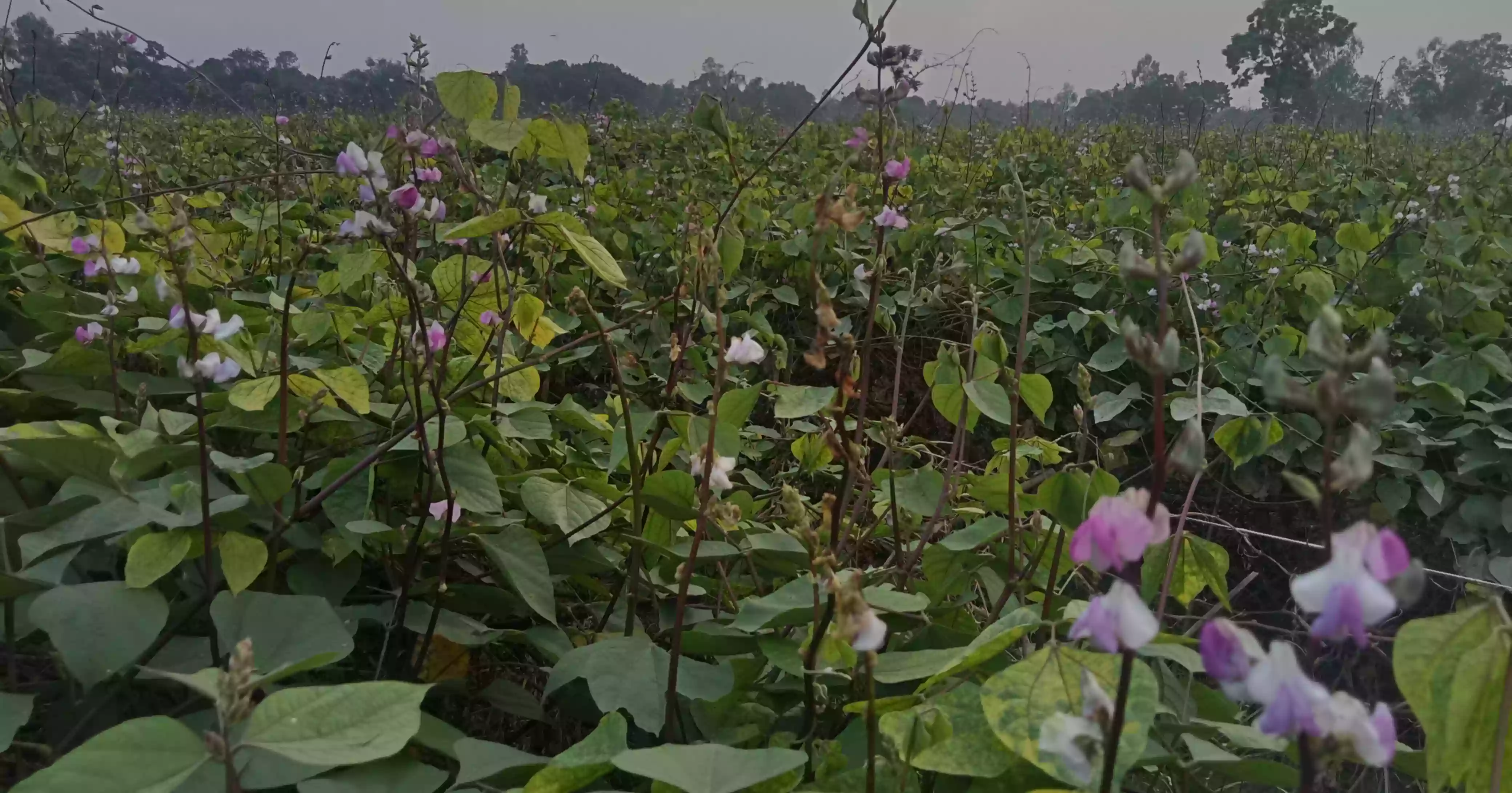 Early winter vegetables bring new hopes to northern farmers
