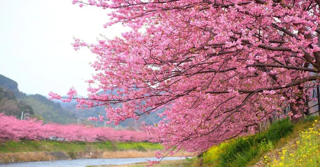 How cherry blossoms became central to Japan’s cultural identity