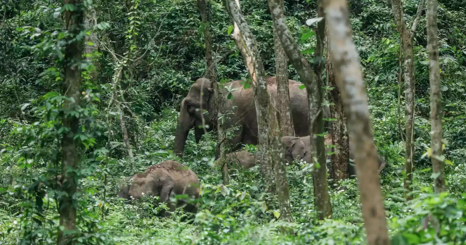 Human-elephant conflict intensifies in Sherpur border hills