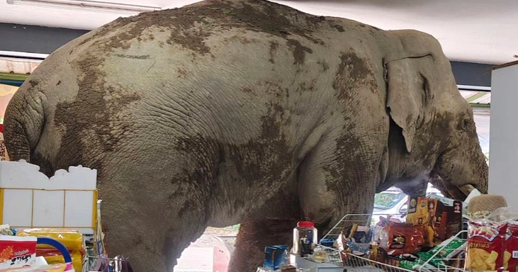 Snack Attack! Hungry wild elephant raids Thai grocery store for rice crackers, bananas