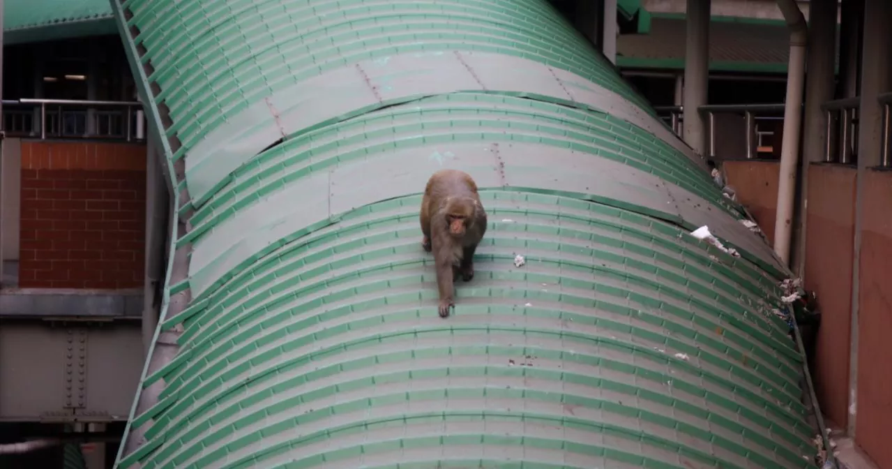 Monkey on busy Dhaka road: A rare sight that tells a bigger story