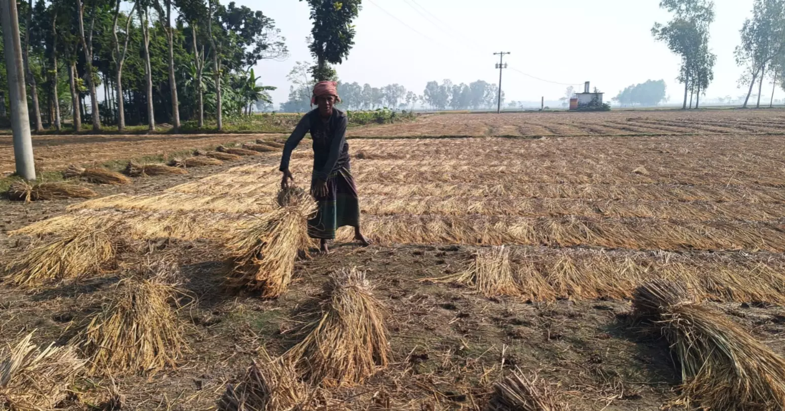 Bangladesh's traditional ‘Nabanna Utsab’