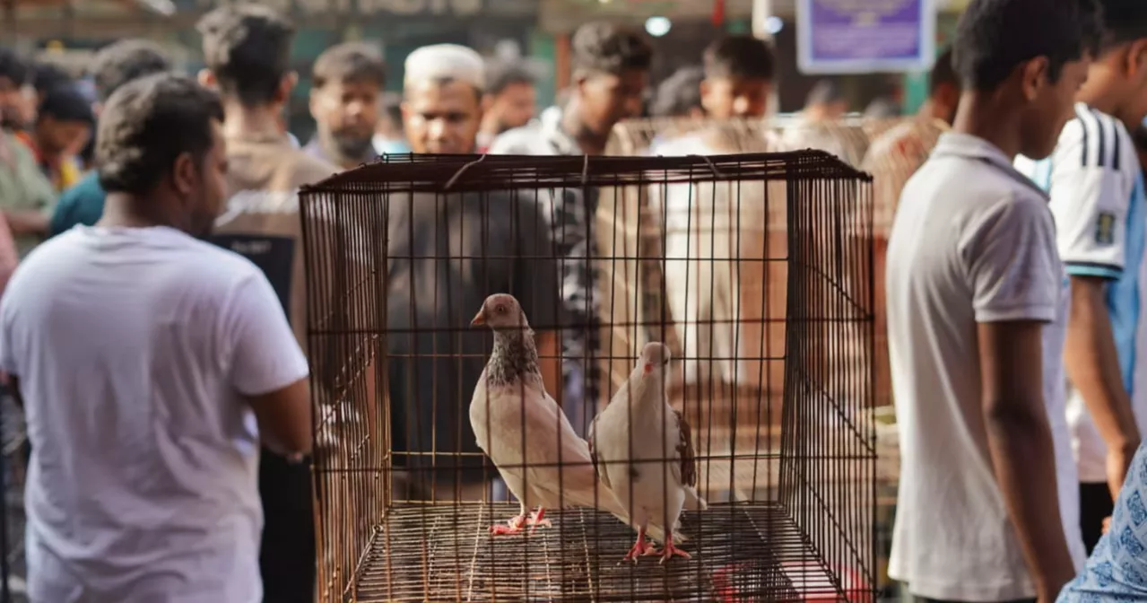 ‘400-year-old’ Zinzira pigeon market keeps Mughal-era tradition alive